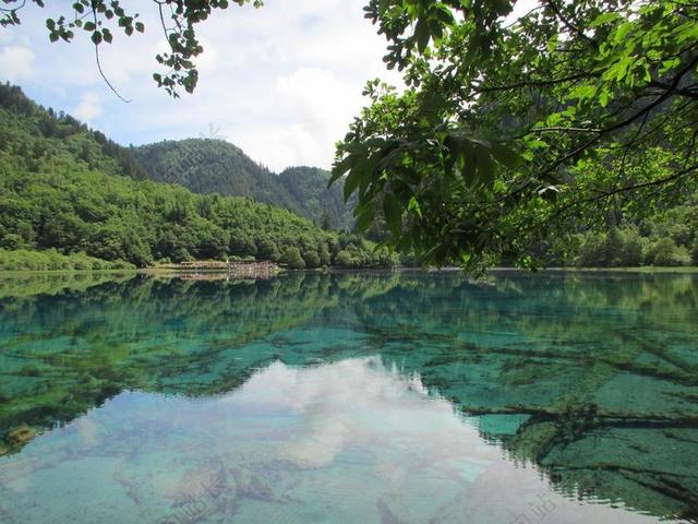 户外自然景观旅游度假树叶背景图片