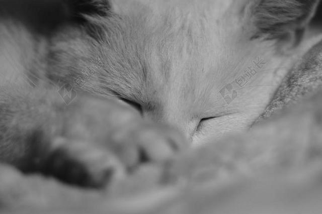 宠物 睡觉的猫 睡觉 休息