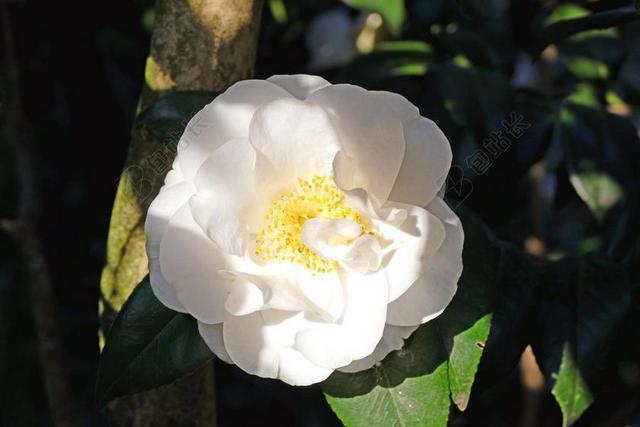 日本山茶花 白 大华 布什 树 性质 厂 冬天 春天 花
