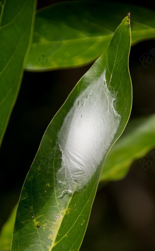 绿色自然植物蚕蛹作茧背景图片