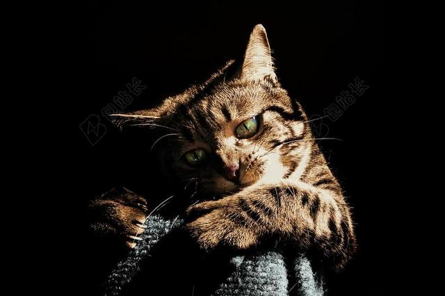 猫 播放 玩耍 宠物 动物 可爱 播放 虎斑猫 重点 小猫