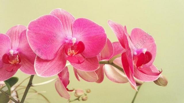 蝴蝶兰 兰花 花 厂 室内植物 粉红色 性质