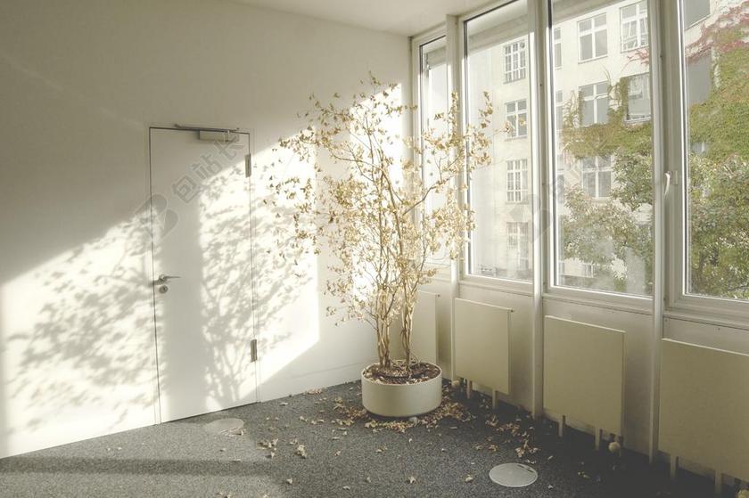 白色室内枯萎植物树叶落叶背景图片