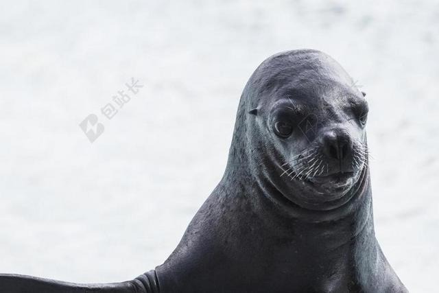 海狮 肖像 动物 哺乳动物 野生动物 海洋 动物园 户外