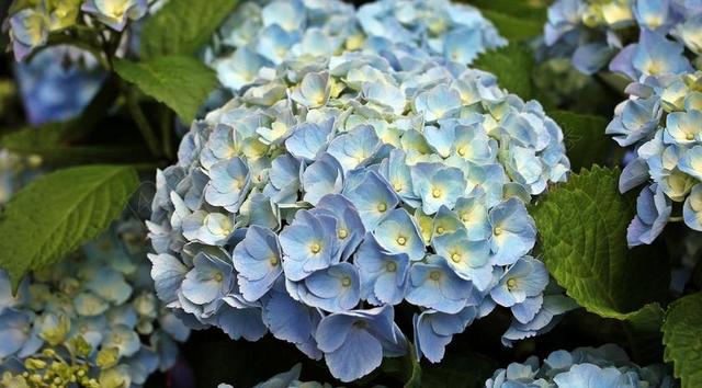 八仙花 花 观赏花 厂 观赏植物 鲜花 绣球花 蓝色 花园