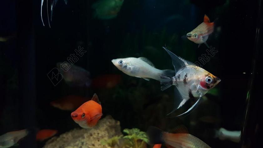 水族馆 鱼 水下 热带 海 多彩 海洋 水 异国情调 埃及