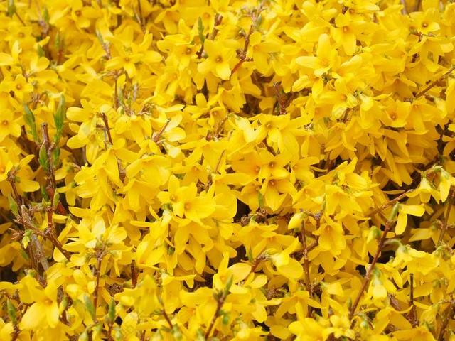 金丁香 连翘 分支机构 黄色 鲜花 花 布什 连翘花