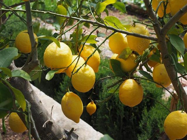 柠檬 LIMONE 柠檬树 柑橘×利蒙 柑橘 水果 热带水果
