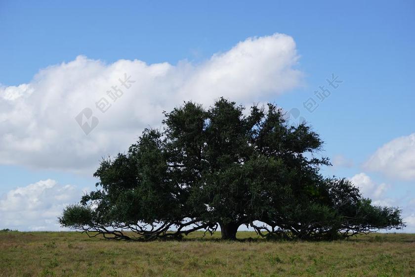 树 橡树 蓝色的天空