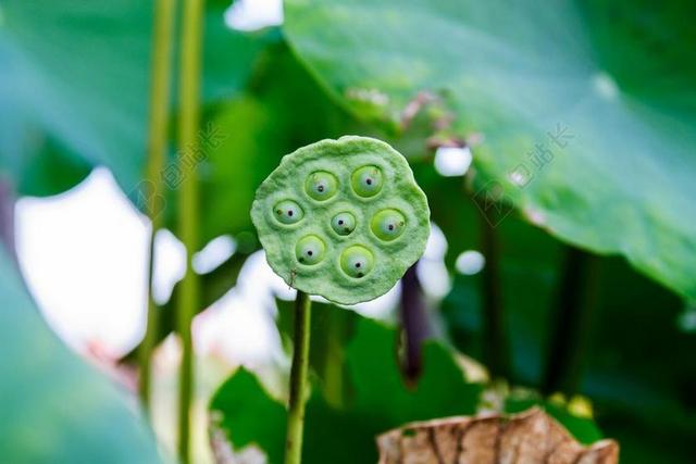 淋浴 莲花 莲花珠 水井 蔬菜种子