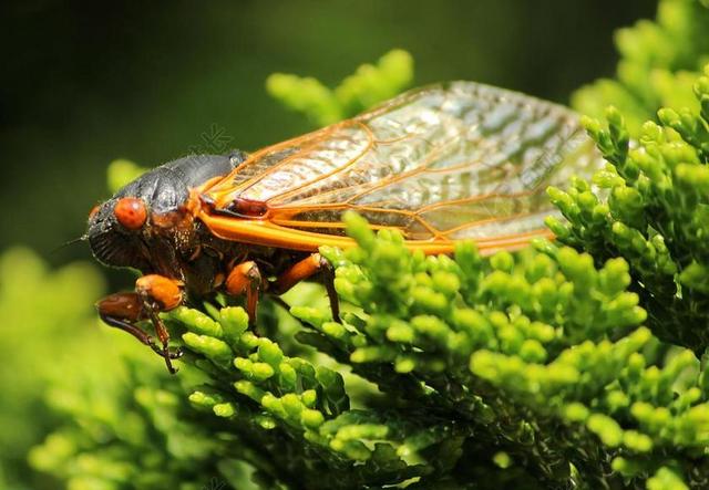 蝉 CICADOIDEA 昆虫 外骨骼 蜕皮 BUG 野生动物