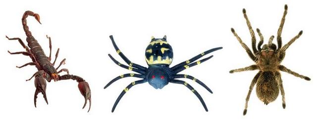 蝎 蜘蛛 狼蛛  蜘蛛人玩具 恶毒的小动物
