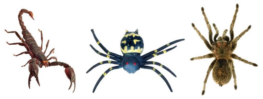 蝎 蜘蛛 狼蛛  蜘蛛人玩具 恶毒的小动物