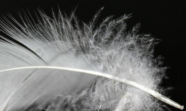 春 绒毛羽毛 白 蓬松 软 鸟类羽毛 FLUFFITY 花丝