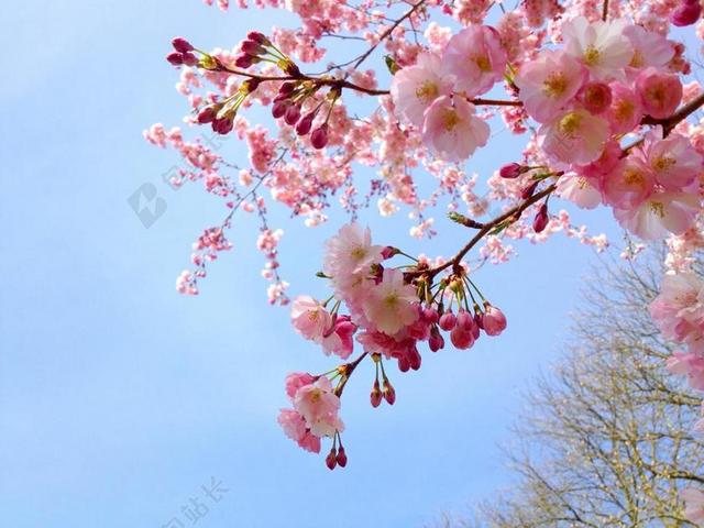 樱花 樱桃 树 粉红色 春 日本 季节 自然 开花 花