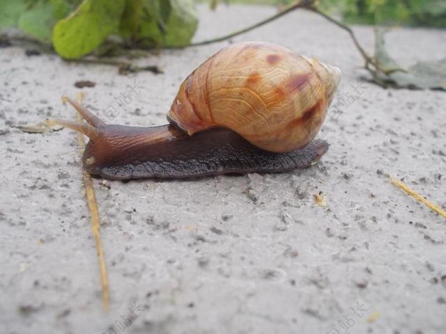 蜗牛 非洲大蜗牛