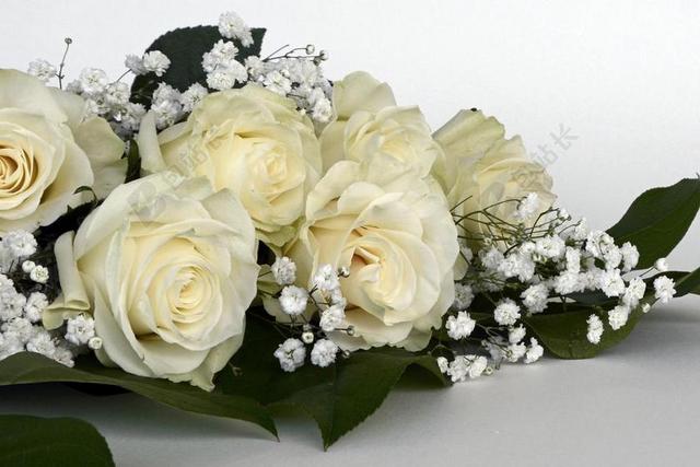 玫瑰 玫瑰花 鲜花 白 满天星 花 性质 束鲜花 花束