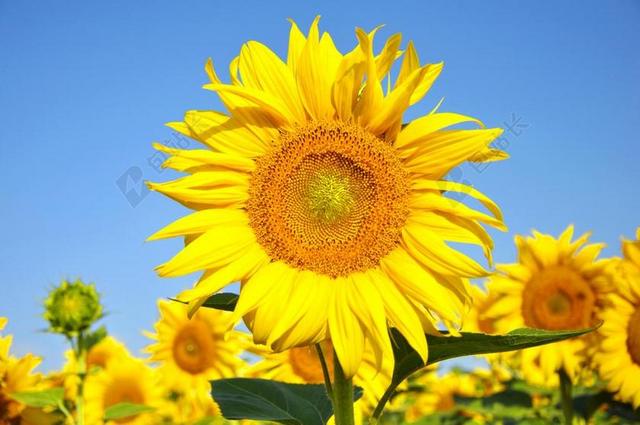 向日葵 黄色花 夏天 植物