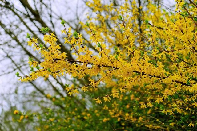 鲜花 春天 连翘 盛开 性质 黄色 天空 关闭 起伏跌宕