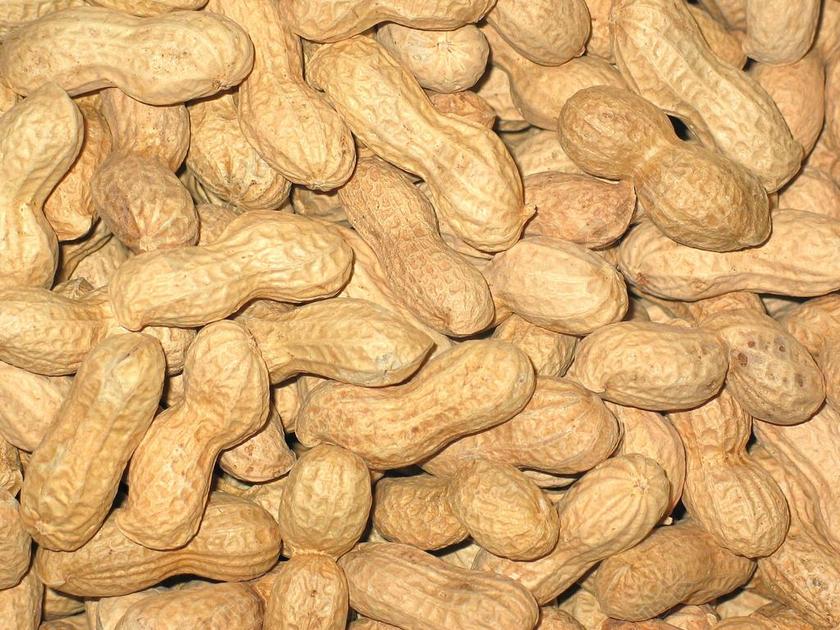 花生米 圣诞节 坚果 背景 来临 圣诞节装饰 奎 装饰 小吃