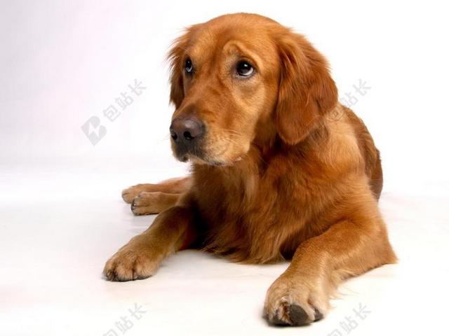 金毛猎犬 狗 良好 亲爱 动物 动物肖像