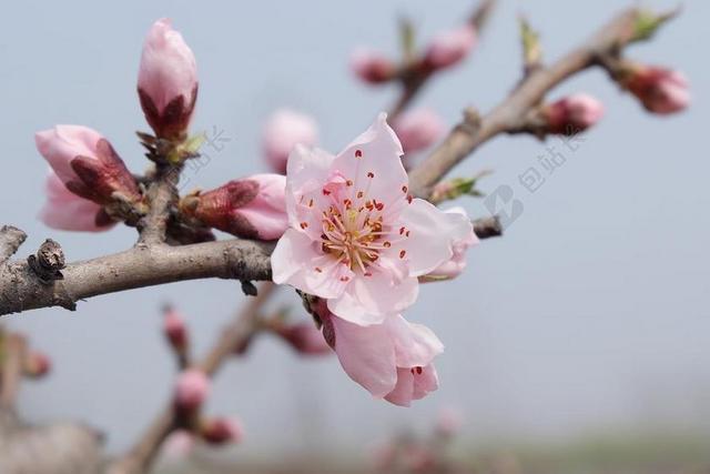 春季 桃花 宁静