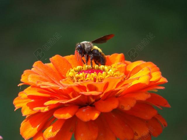 蜜蜂 花 自然 夏天 昆虫 春 蜂蜜 盛开 开花