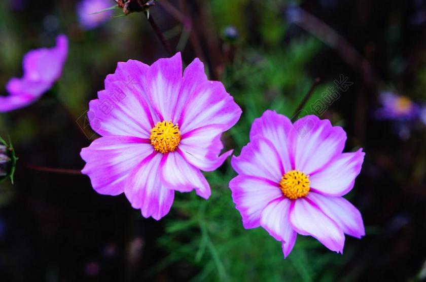 格桑花 高原 松州 波斯菊