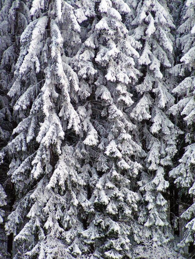 森林 木 芬兰 似雪 冬天 分支机构 雪 树