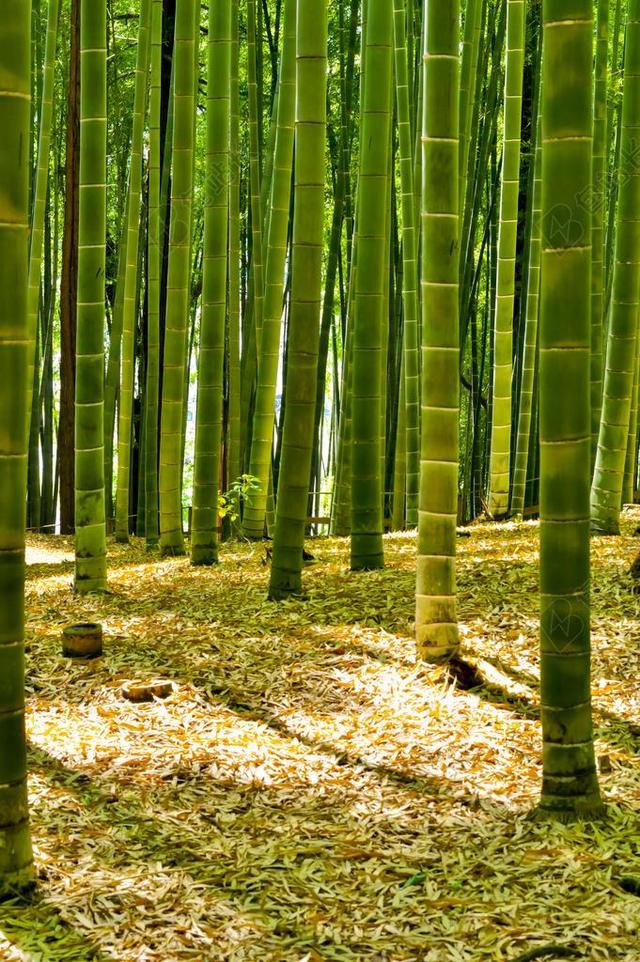 日本 竹林 竹 绿色 自然 景观 植物 狭山 在东京的酒店