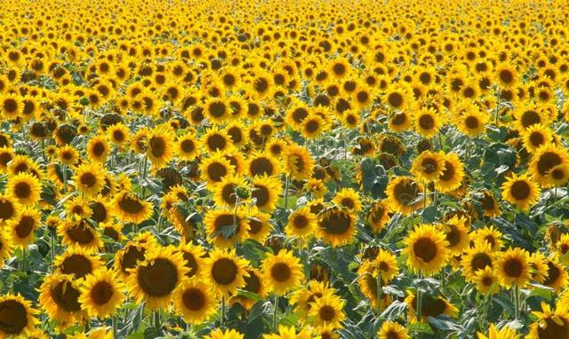 向日葵 溶胶 夏 法国 假日 标 自然 花 黄色 旅游