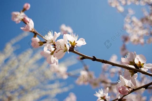 桃花 春天 小清新