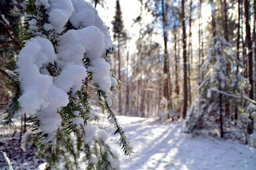 户外白色雪山雪景自然植物背景图片
