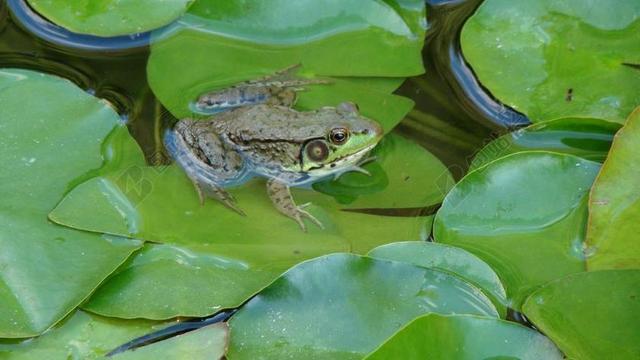 青蛙 蟾蜍 牛蛙 两栖类 眼睛 物种 户外 生态系统 池