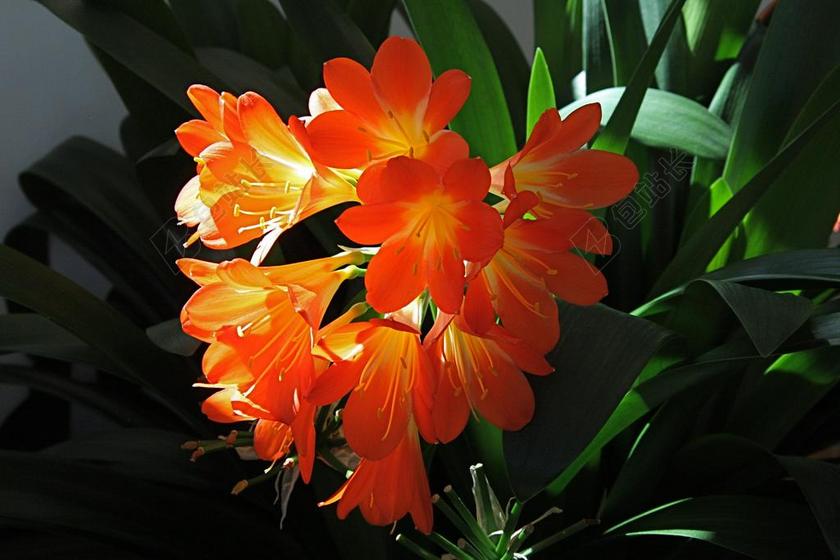 君子兰 花 背光 君子兰快速离体