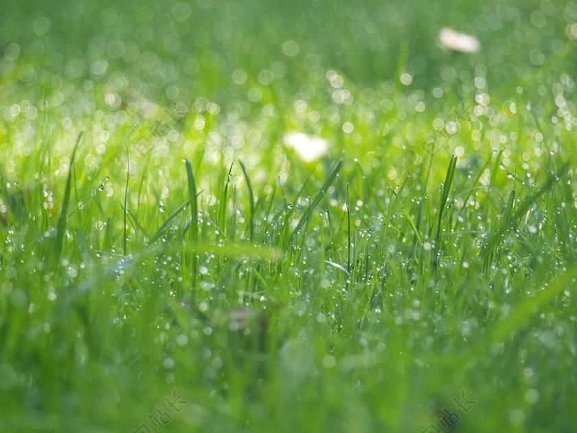 草地 性质 草 高峰 露珠 弗里施 潮湿