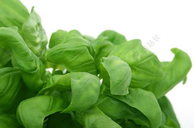 绿色农业清新烹饪美食原材料菜叶背景图片
