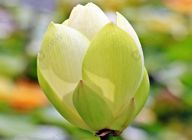 莲花 菡 莲藕 睡莲 独独黄 水生植物 开花 池塘 性质