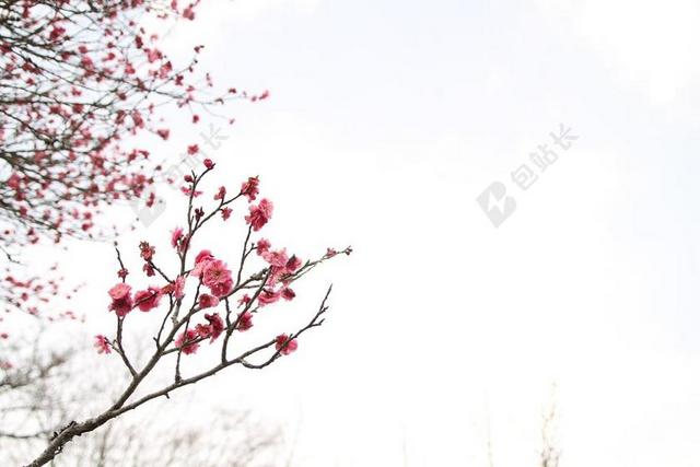 白色唯美花艺梅花背景图片