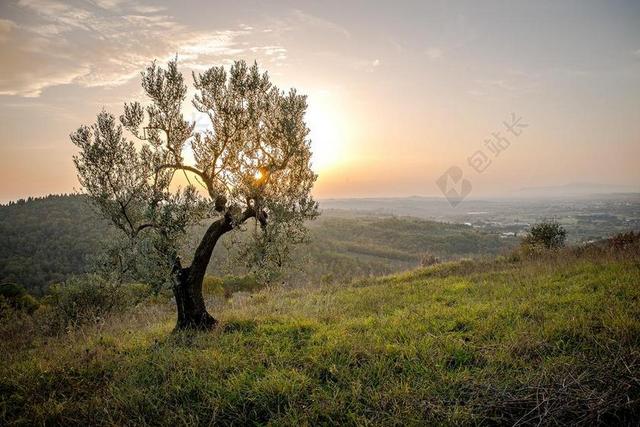 景观 树 日落 NATURAORIZZONTALE 美化 场景