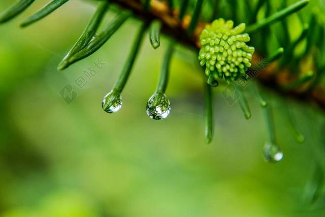 一滴 雨 滴雨 雨后 宏 圣诞树 针 松