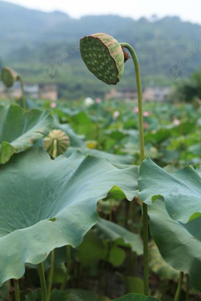 莲花 荷花 荷叶 莲蓬 荷塘 池塘 植物 花卉
