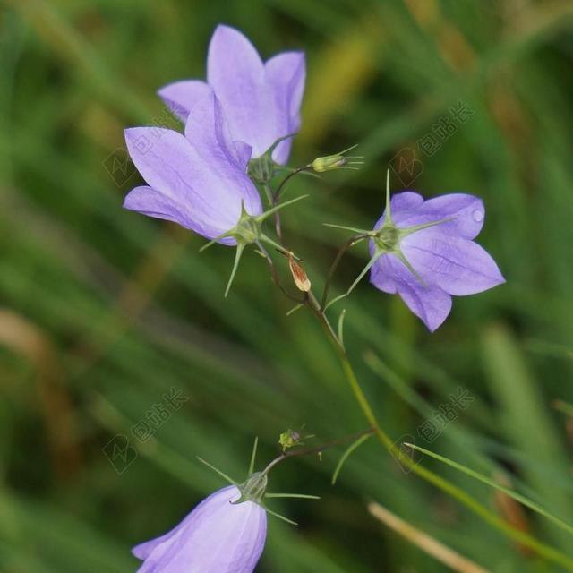 KELLOKKUKKA 桔梗蔓延 丁香花 性质