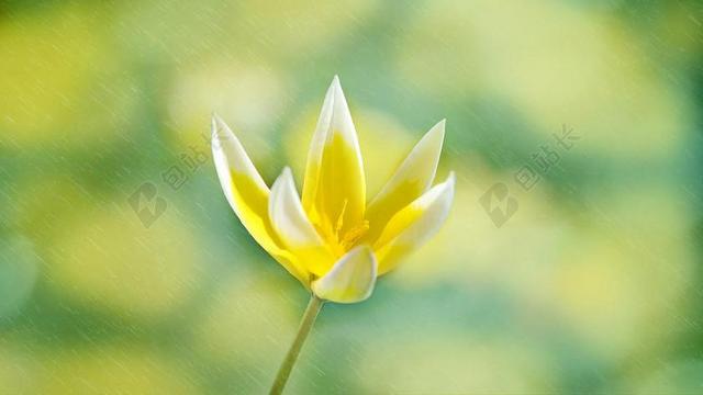 明星郁金香 花 开花 黄白色 春天的花 春天 关闭 雨 春雨