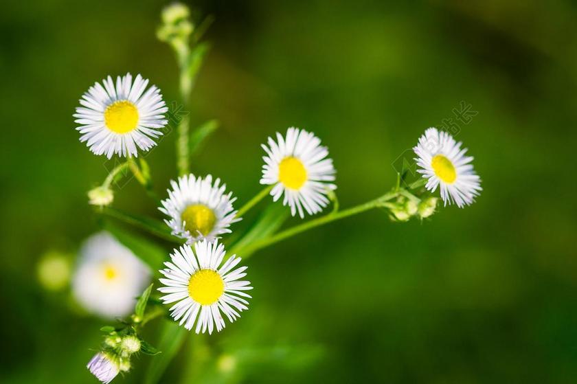 绿色 聚焦 花 花的 成长 白 自然 通告