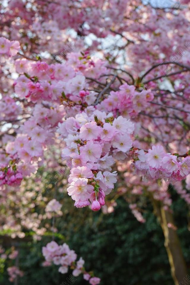 日本樱花树 鲜花 粉红色 科 日本樱花 观赏樱花 樱花 开花