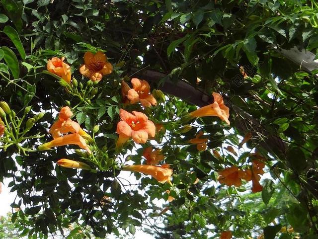 绿色植物花卉凌霄花背景图片