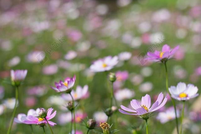 花 广州 湿地