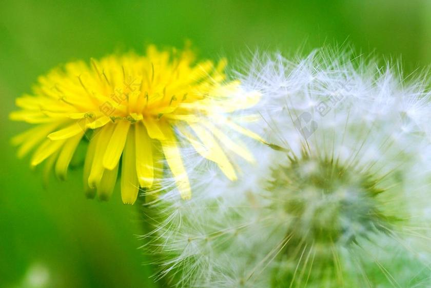 蒲公英 蒲公英的绒毛 现在和以前的绒毛 演奏的射击与多个风险敞口