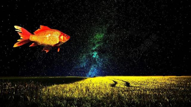 金鱼 幻想 想象力 鱼 超现实主义 天空 梦 橙色 创意